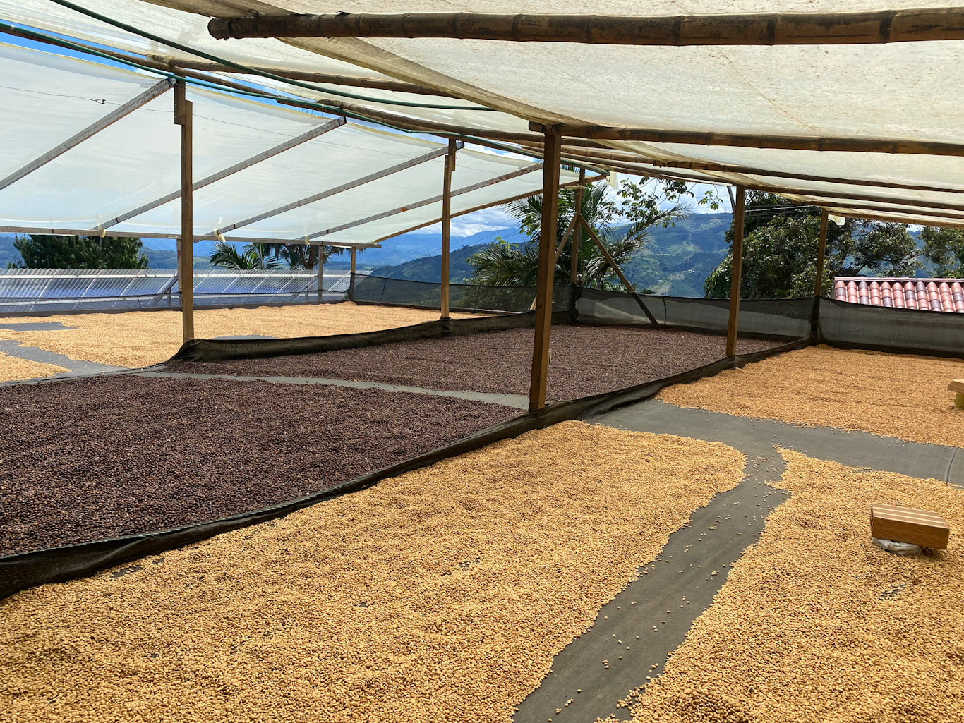 COLOMBIA - ETHIOPIAN LANDRACE