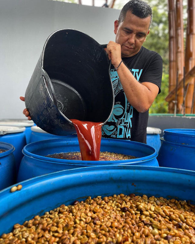 COLOMBIA - ORANGE BOURBON , CM