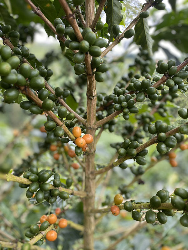 COLOMBIA - LA CRISTALINA , NATURAL