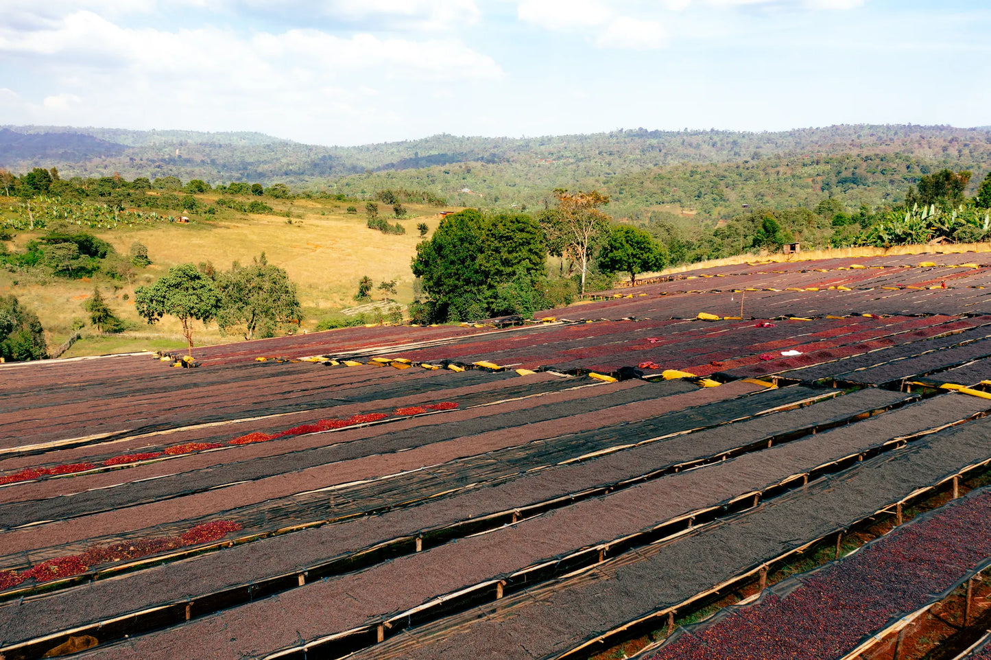 ETHIOPIA - LALESA , BLACK HONEY