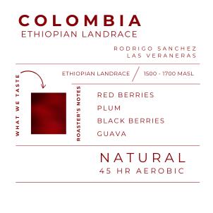 COLOMBIA - ETHIOPIAN LANDRACE