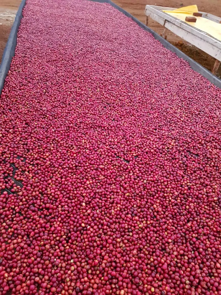 UGANDA - MUKI FRUITY, ANAEROBIC NATURAL